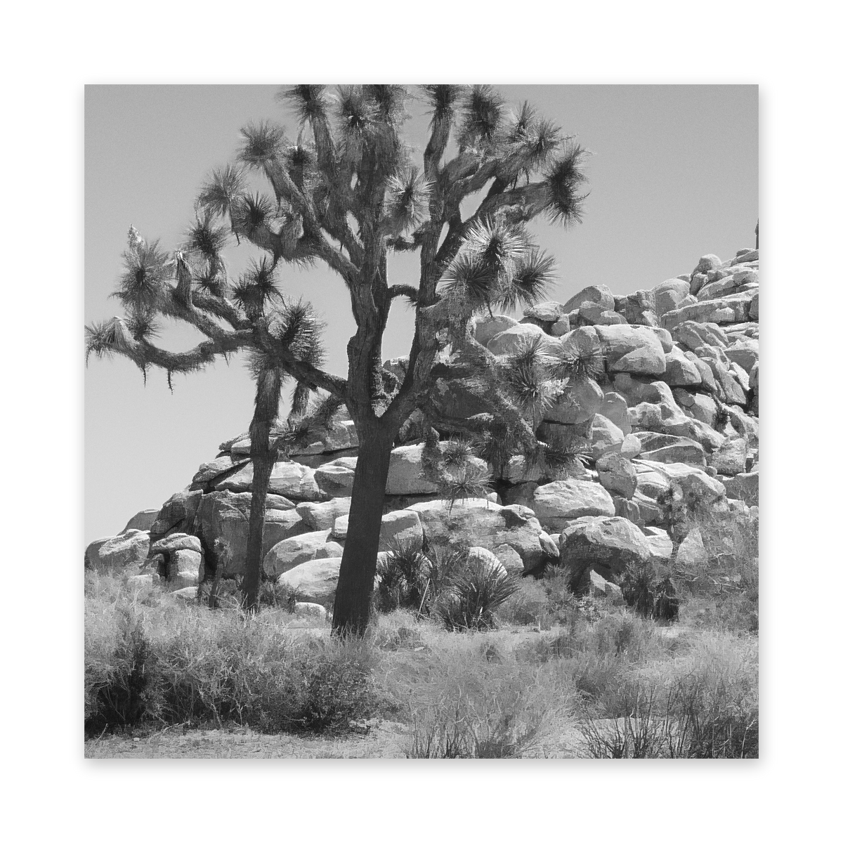 Quail Springs, Joshua Tree Framed Print — view 3