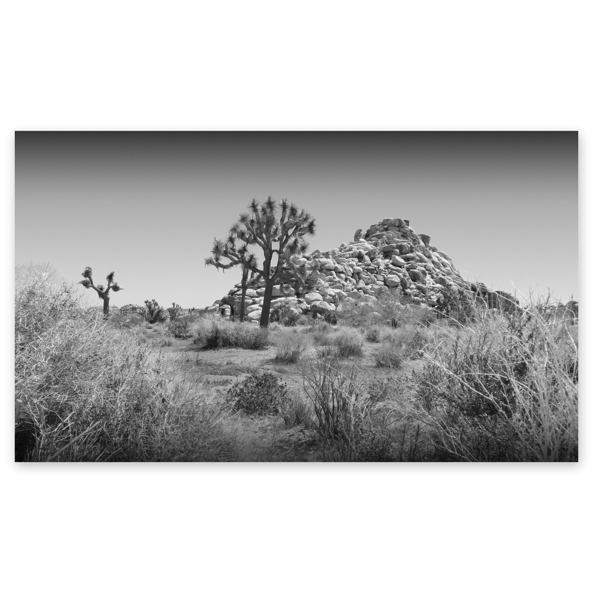 Quail Springs, Joshua Tree Framed Print — view 2
